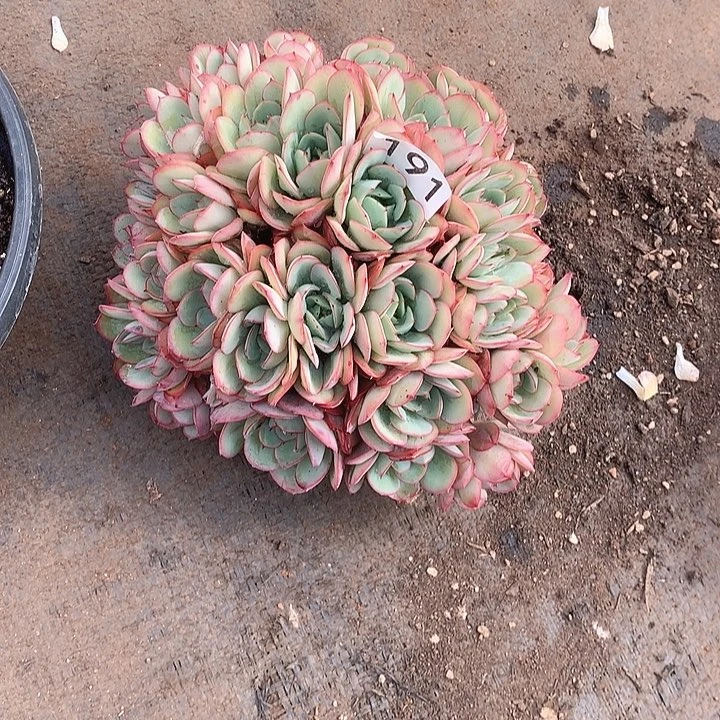 191牡丹亭一物一拍多肉