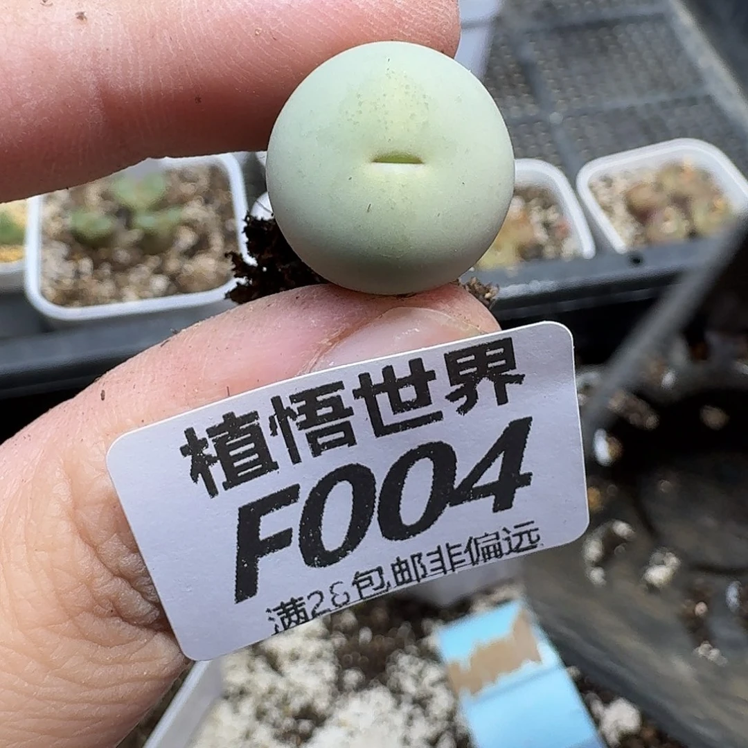 多肉植物的动作fhn
