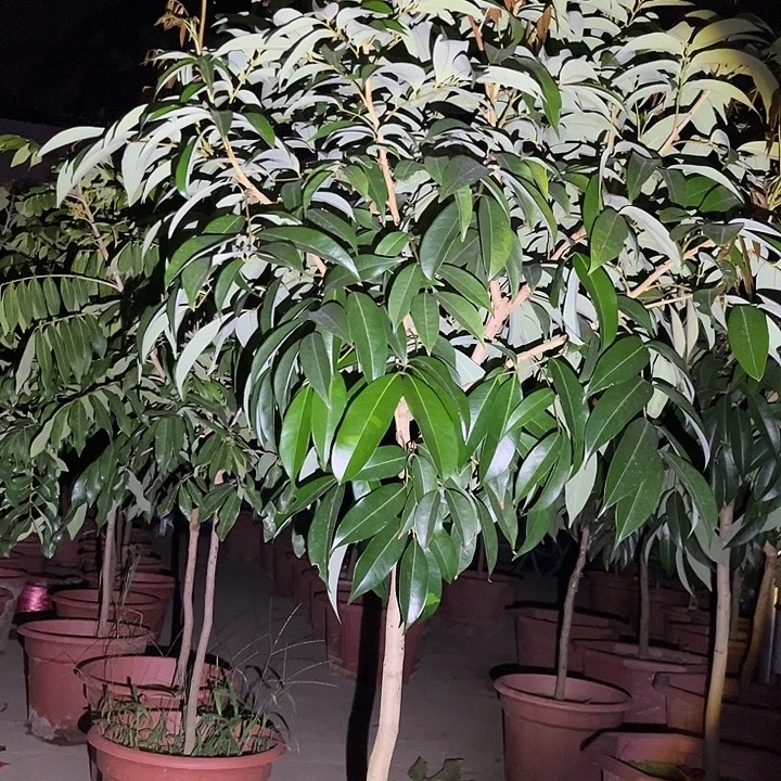 沈***德无花朵45764775775856857576666