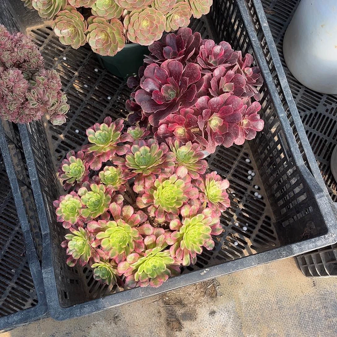 法师组合漂亮漂亮