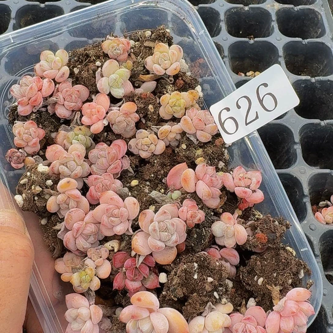 翅****腿 多肉植物多肉植物626