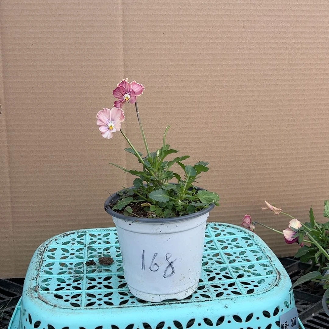 【闪购商品】完全开放168号