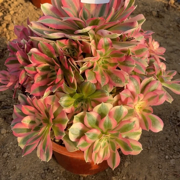 无花朵452多肉植物粉女巫