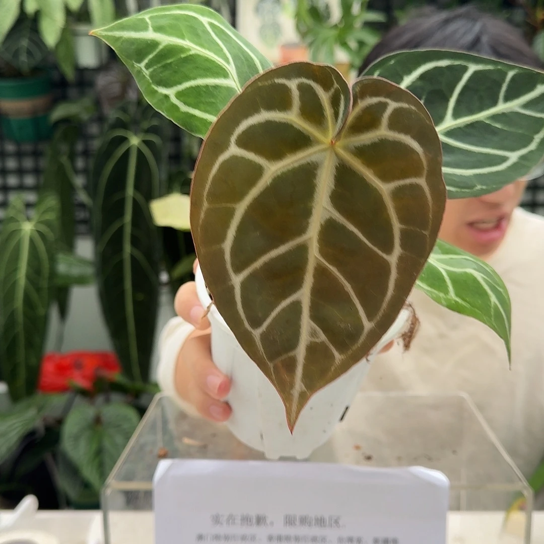 完全开放I147粉脉撕裂纹杂极致铜锣烧