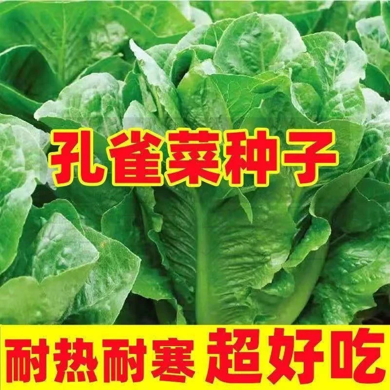 孔雀菜脆香甜室外室内生菜种籽生长迅速四季播种营养蔬菜种子AAAA