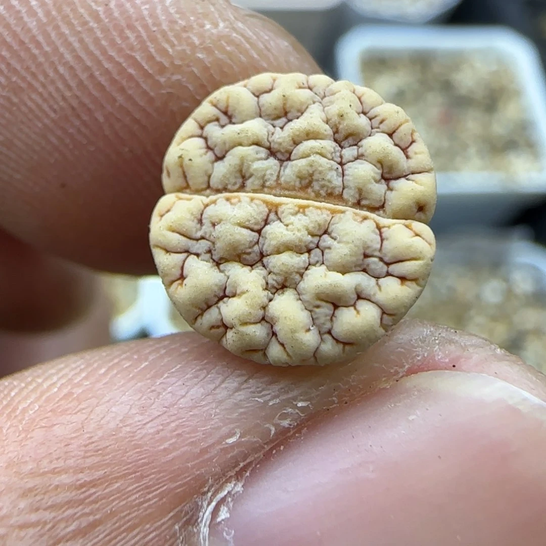 505 生石花大棚直播