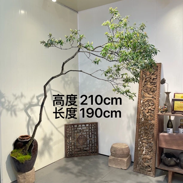 严天盆景｜海岛精品老桩春花盆景