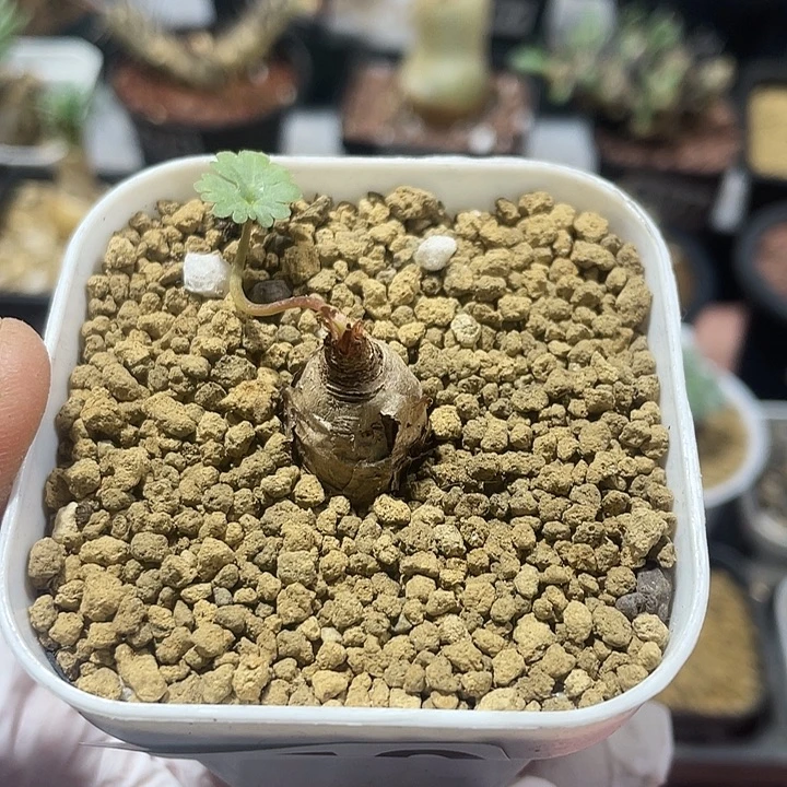 360产地肾叶杨葵子，