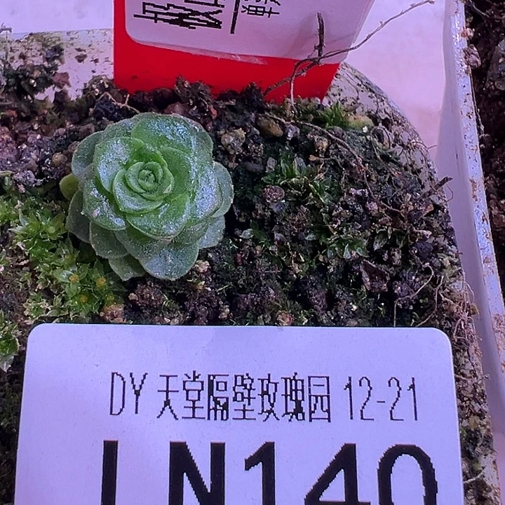 一****露妮140mini帝级DG龙宝-寄养