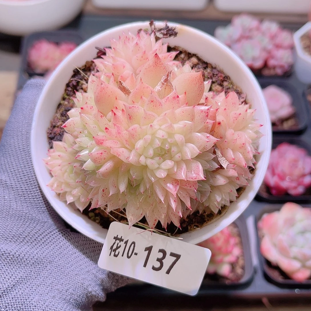花10-137麦秆群生