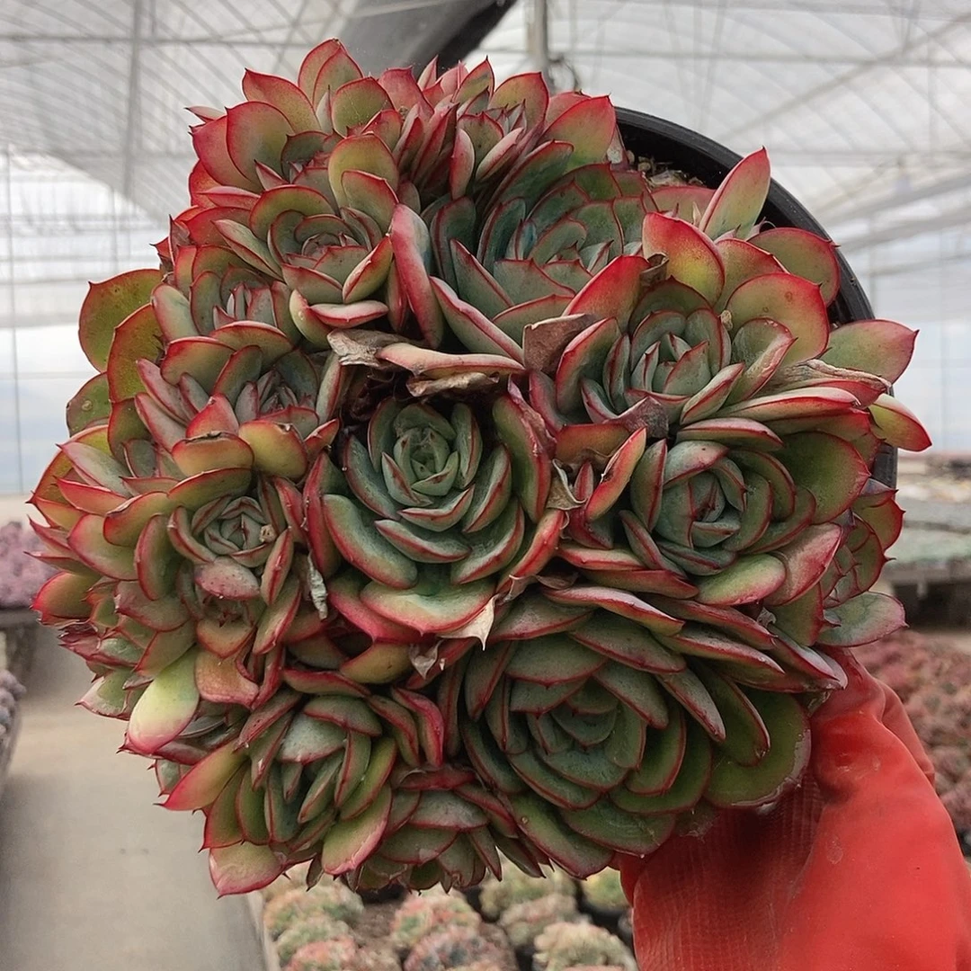 牡丹亭随机多头图片