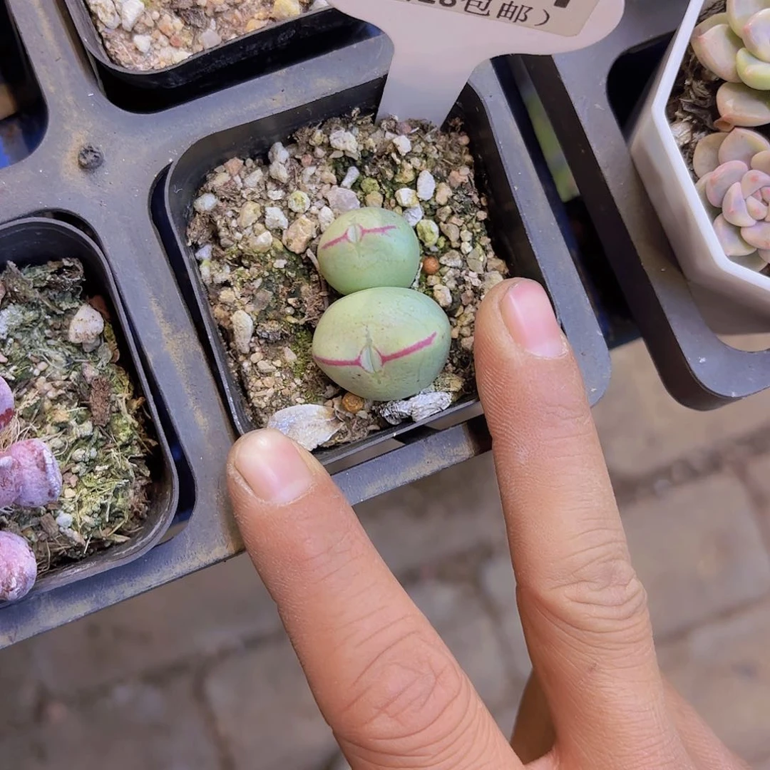 A731嘟嘟嘴一物一拍