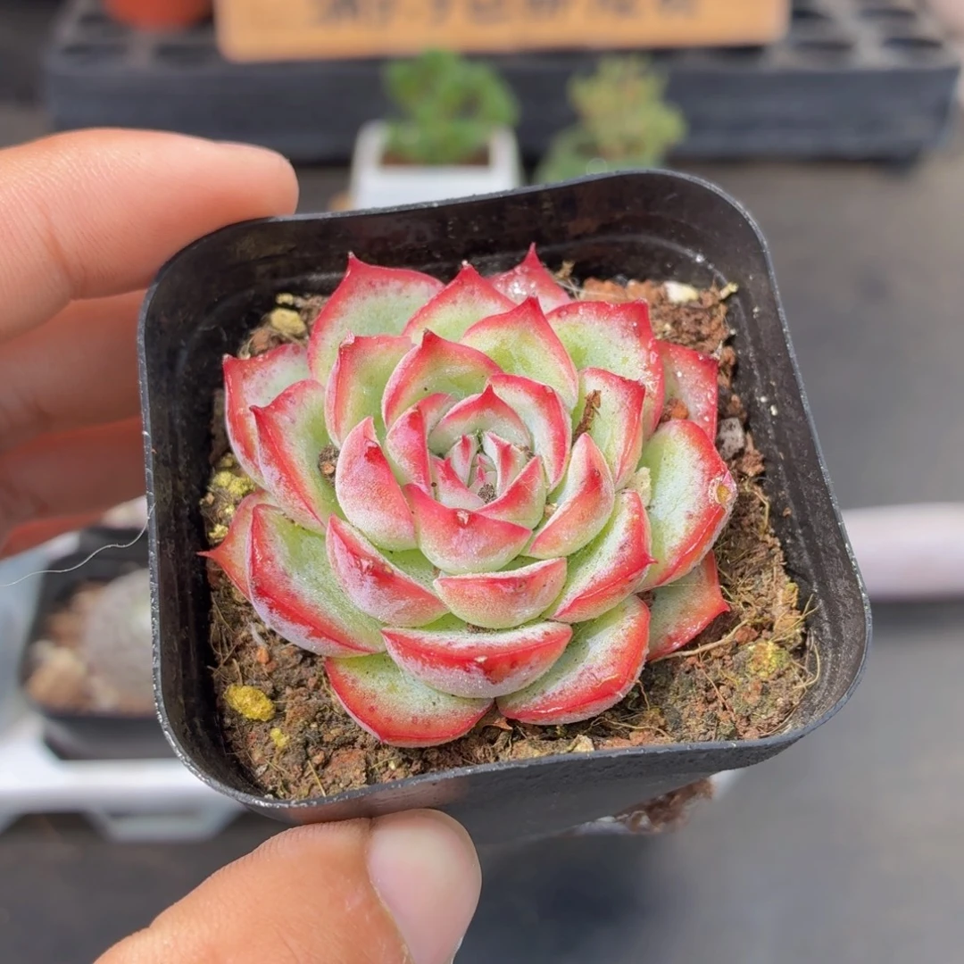 侧影多肉9.9包邮发货