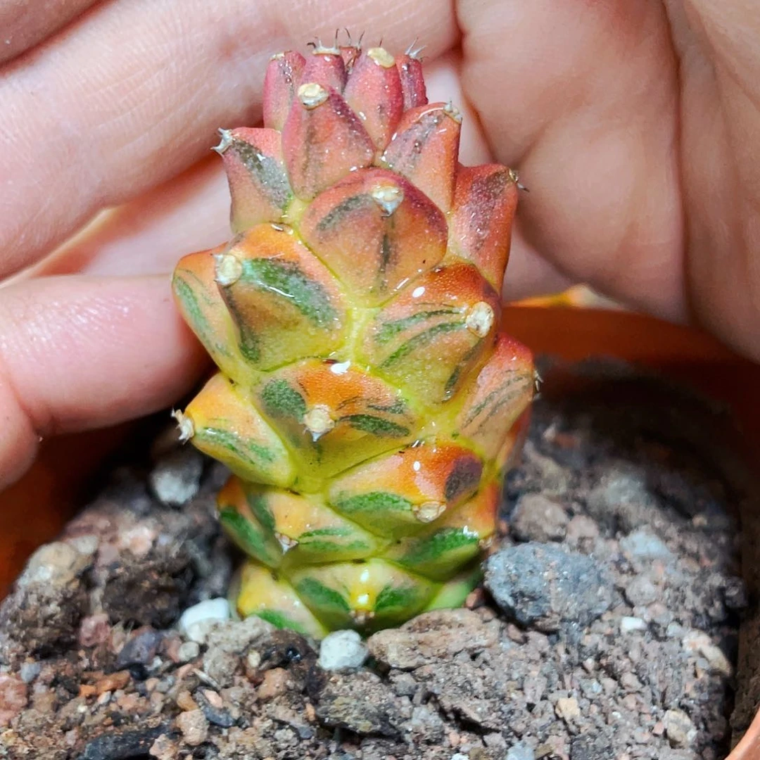 非偏远地区满25包邮仙人球