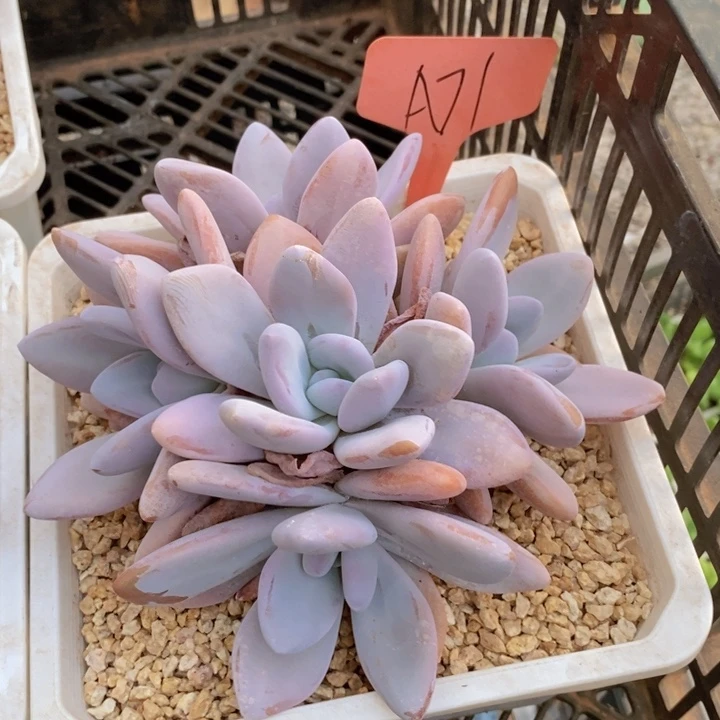 这么多事要等下星期