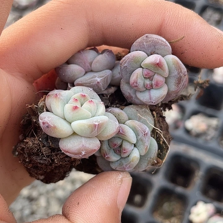 星影发10颗满18包邮