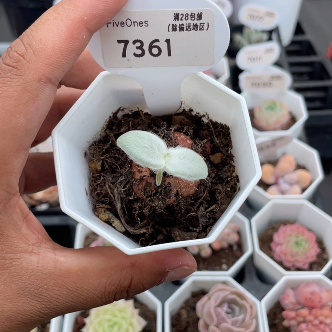 7361断崖女王3.5厘米