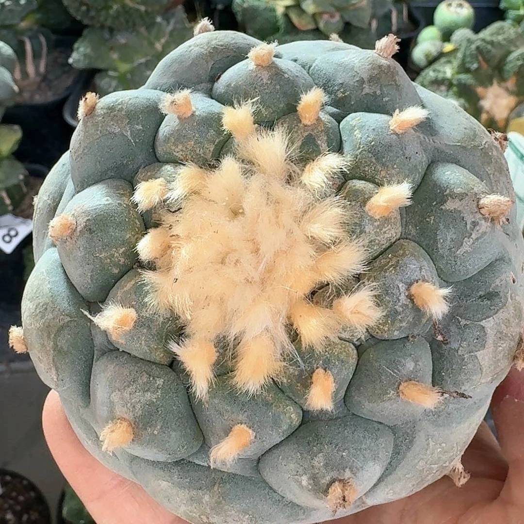 【闪购商品】无花朵俊**河大尤鲜45