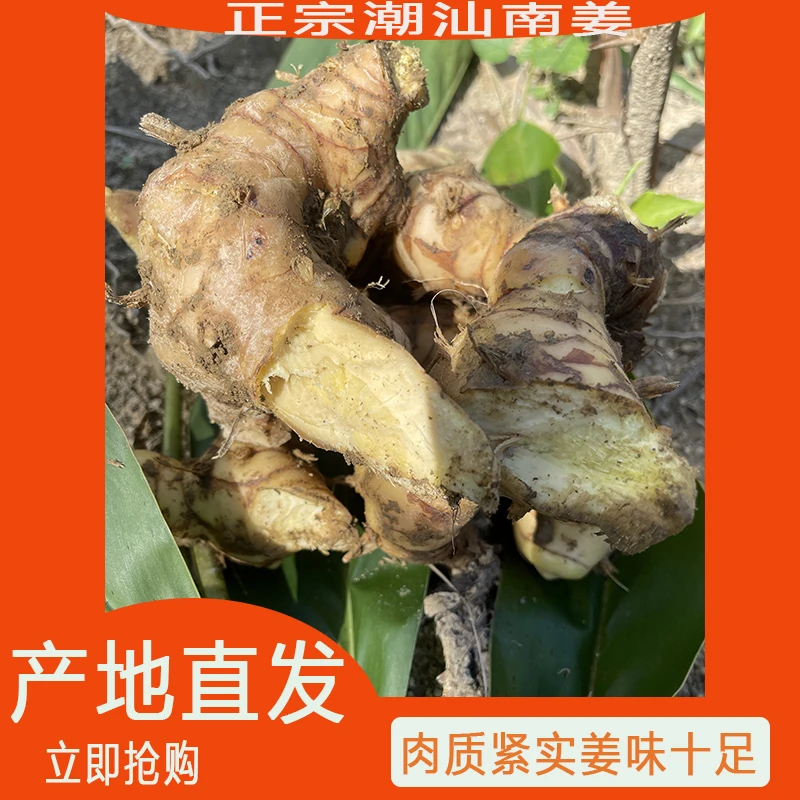 南姜新鲜南姜潮汕南姜牛肉羊肉火锅去腥味去膻提味调味料卤料搭档