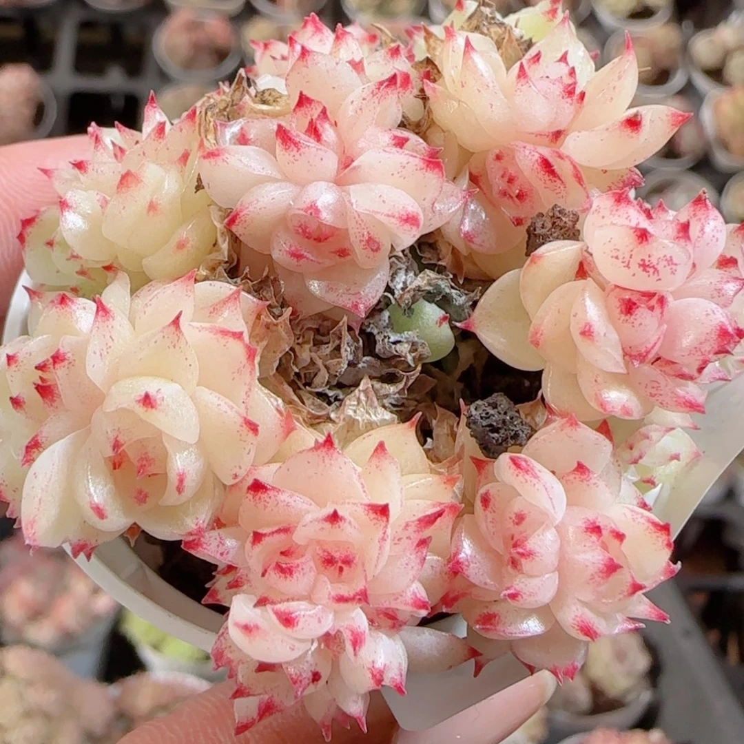 花语多肉0103-136散