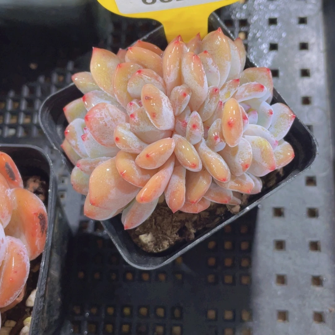 662号 韩橙精品缀化