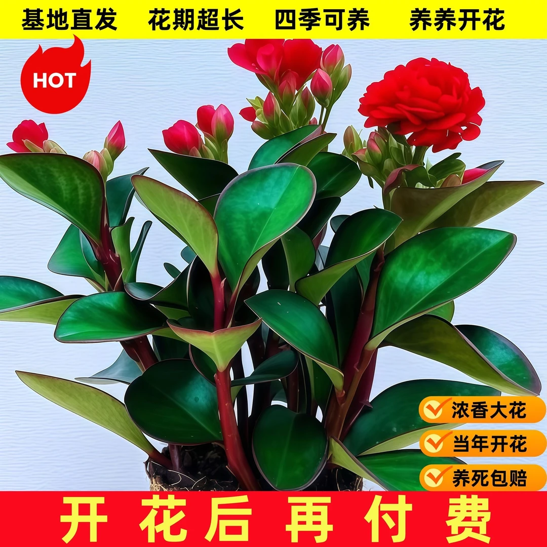 【当年开花】爆款碧玉新品四季常青室内花卉绿植重瓣浓香大花型盆栽