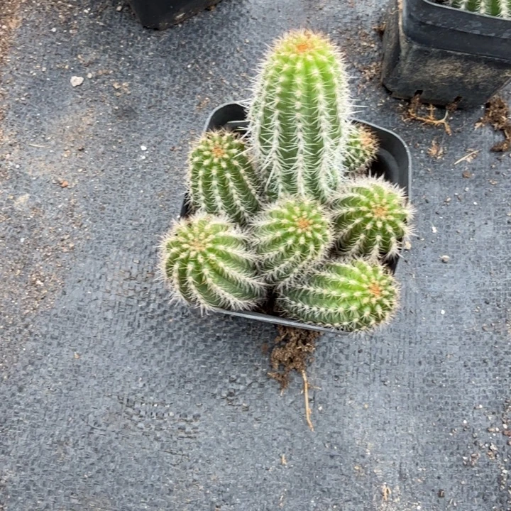 白檀仙人掌398白檀507