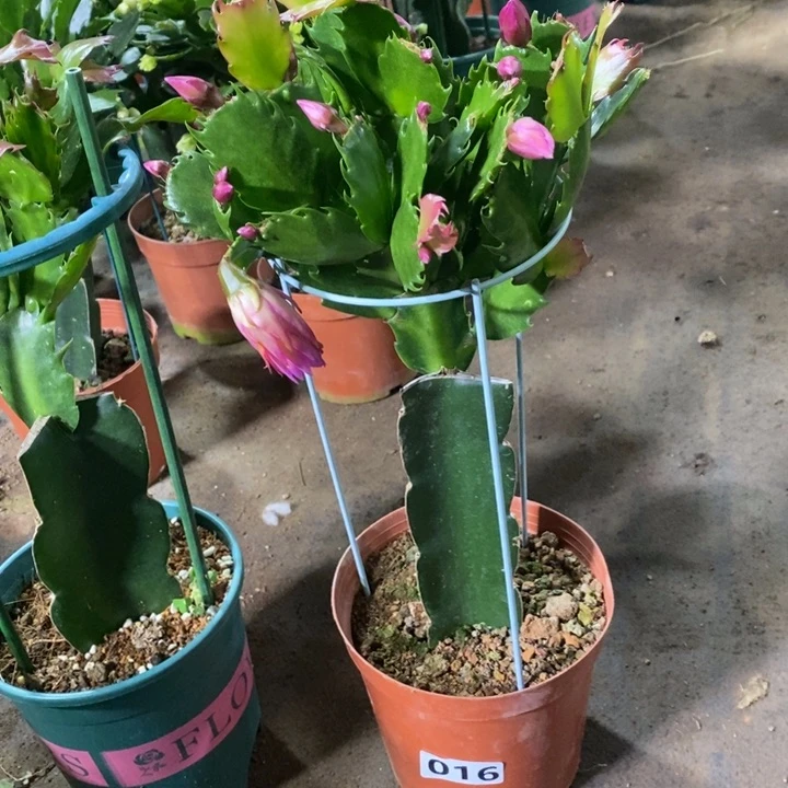 当前无花栽培后可以开花用****实016嫁接083