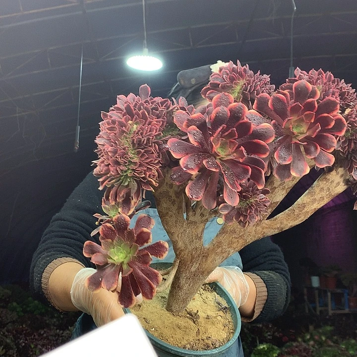 柒柒精品多肉脱土发货不包断侧枝S653