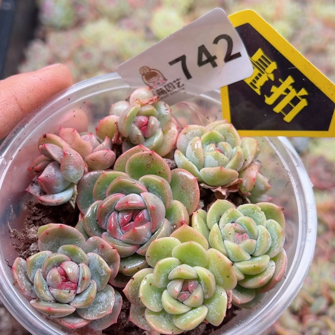 多肉植物多肉植物