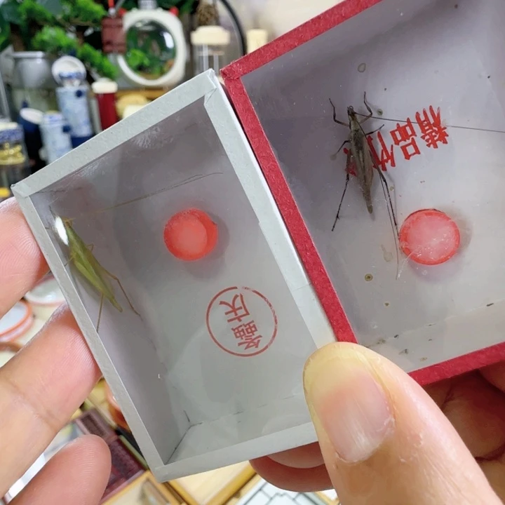 青竹➕紫竹啊啊啊啊啊