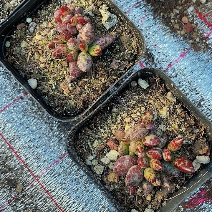 梅花鹿2.8带盆土