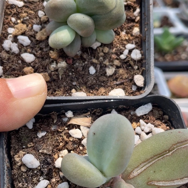 俩一起糖果美人石化锦啊啊