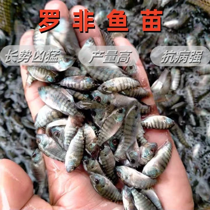 罗非鱼苗脆肉罗非鱼苗福寿鱼苗淡水养殖鱼苗可食用耐活鱼苗