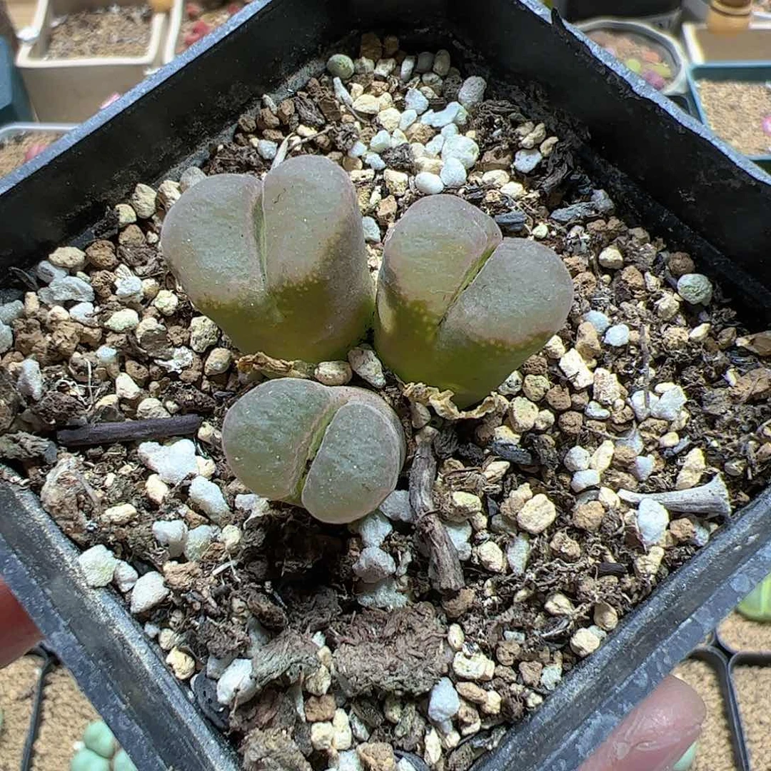 【闪购商品】176 开播福利