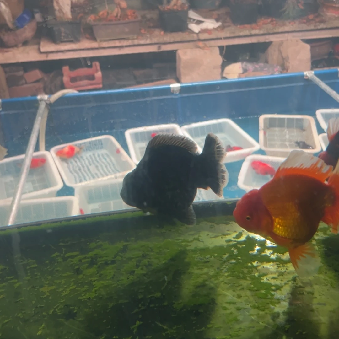 东***司金鱼你好吗我好想