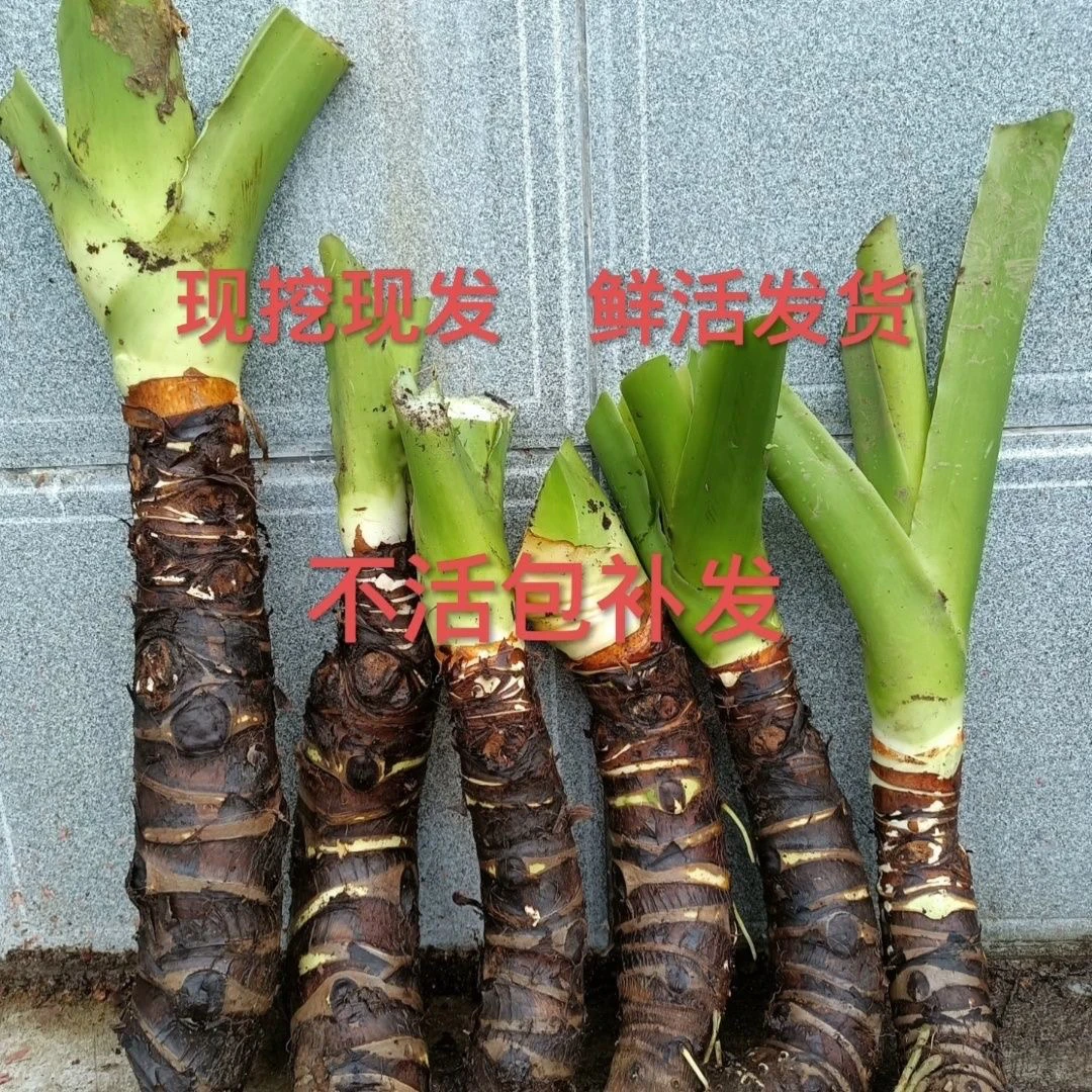 滴水观音蒌叶，象耳芋客厅大型绿植盆栽水培土培净化空气除甲醛