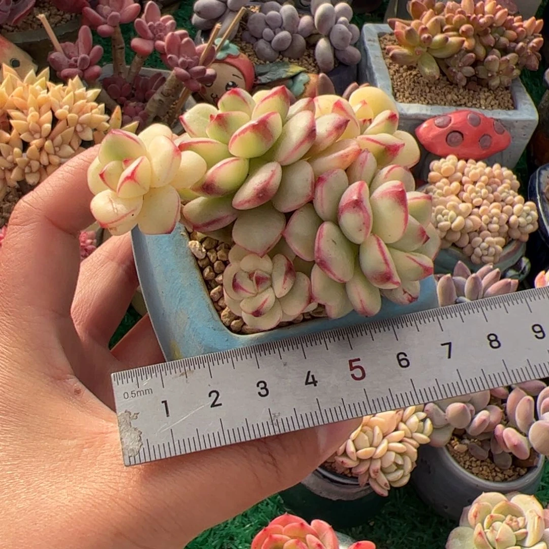 被*228 多肉植物组合盆栽