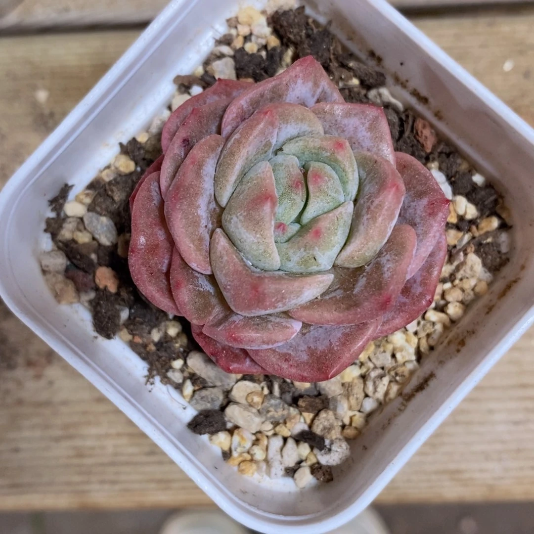 も***丝可问主播，下滑链接更多品种选择_不知名石化