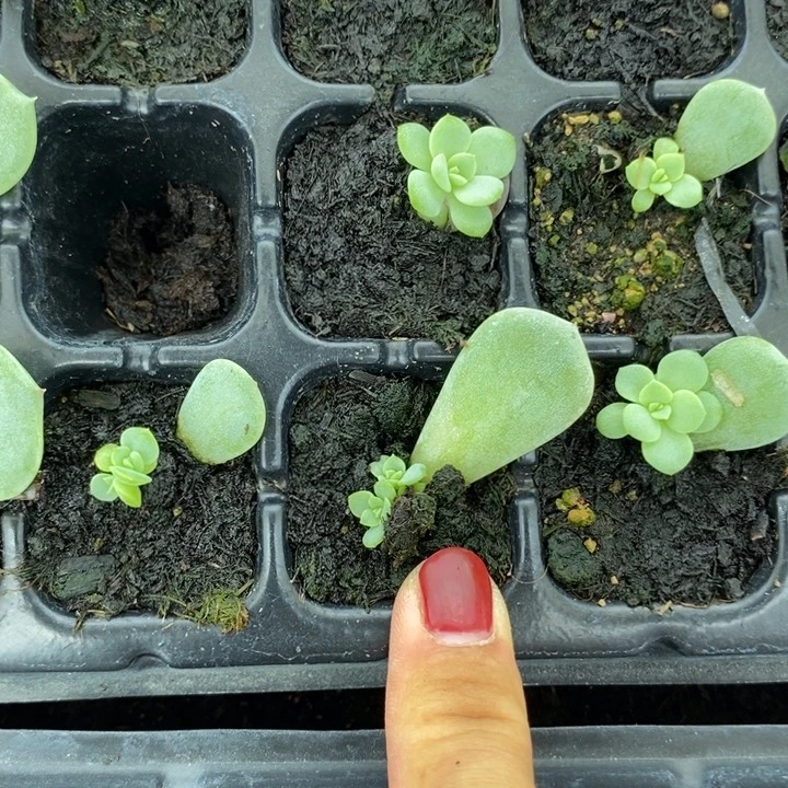 618福利大宁甜心109芽苗一个多肉