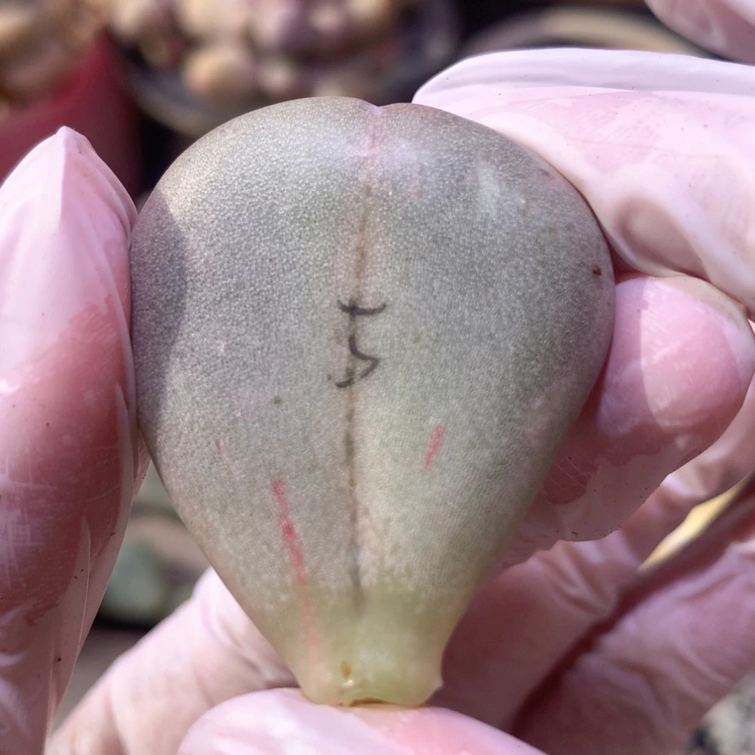 油煎叶片一片一片703