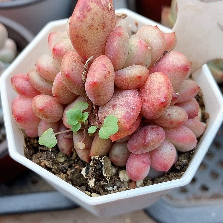 多肉植物1053多肉