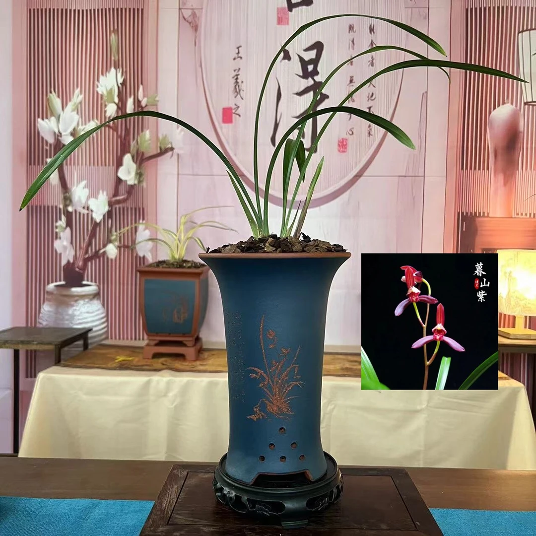 建兰茗品《暮山紫》八大红花之一 浓香兰花 室内茶室办公室绿植