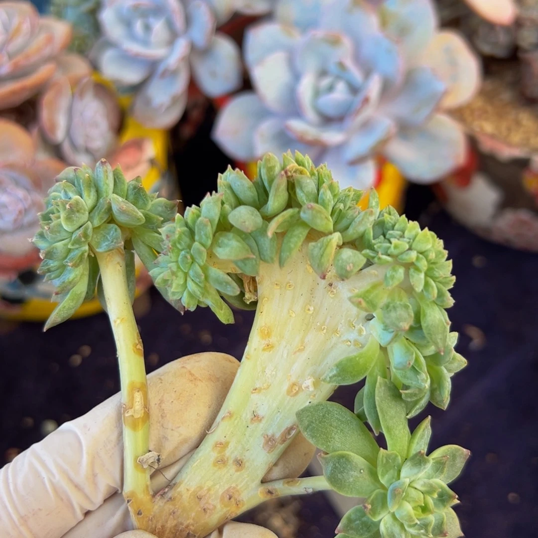 新年快乐 新年快乐