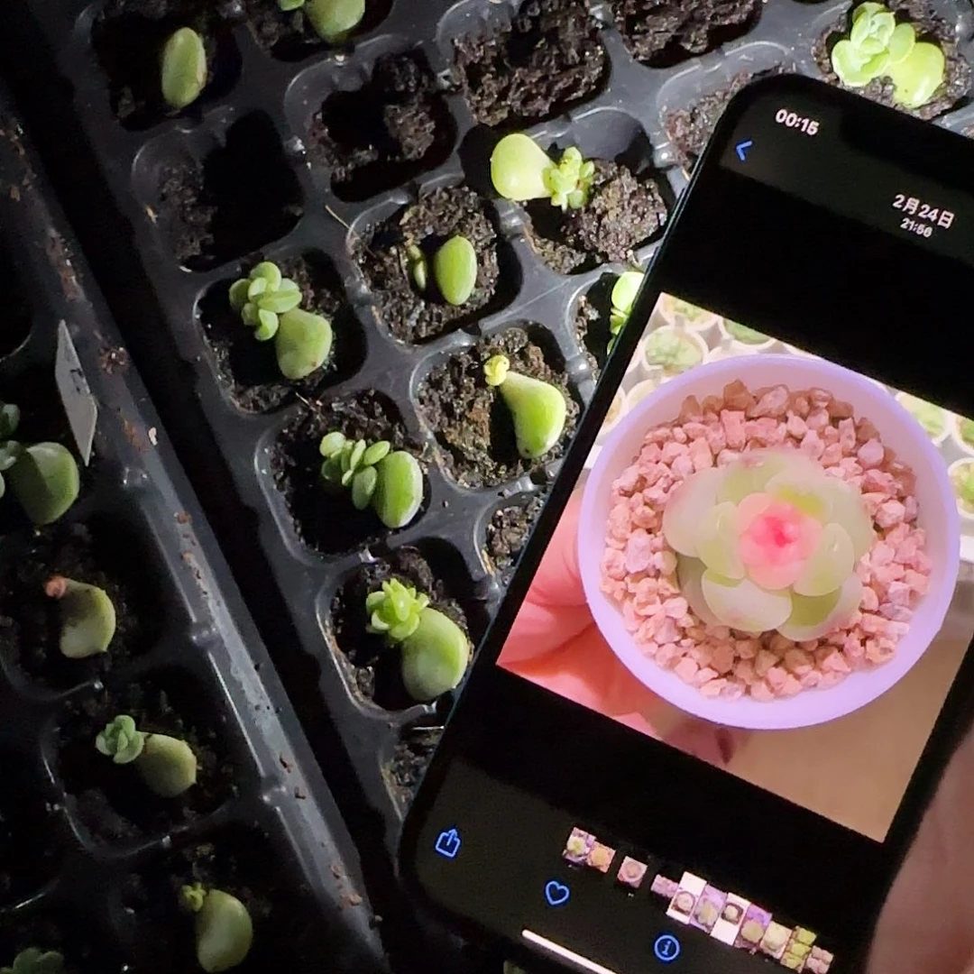 瑶兔中苗芝麻一个满25包邮