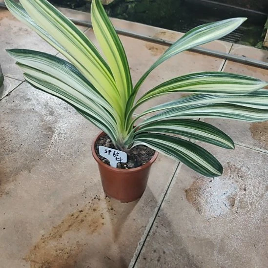 完全开放用****5君子兰