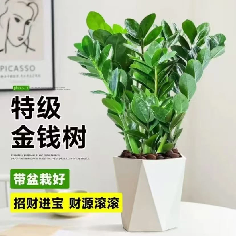 [60-70cm]金钱树盆栽钱串子年宵花室内净化空气四季常好养活