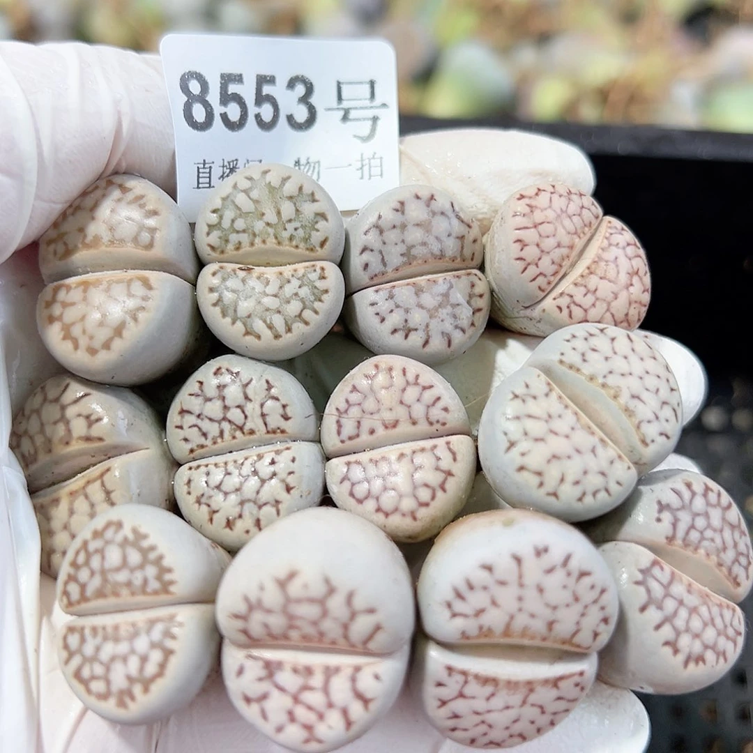 8553 好养易活生石花大母本12个2-2.5cm