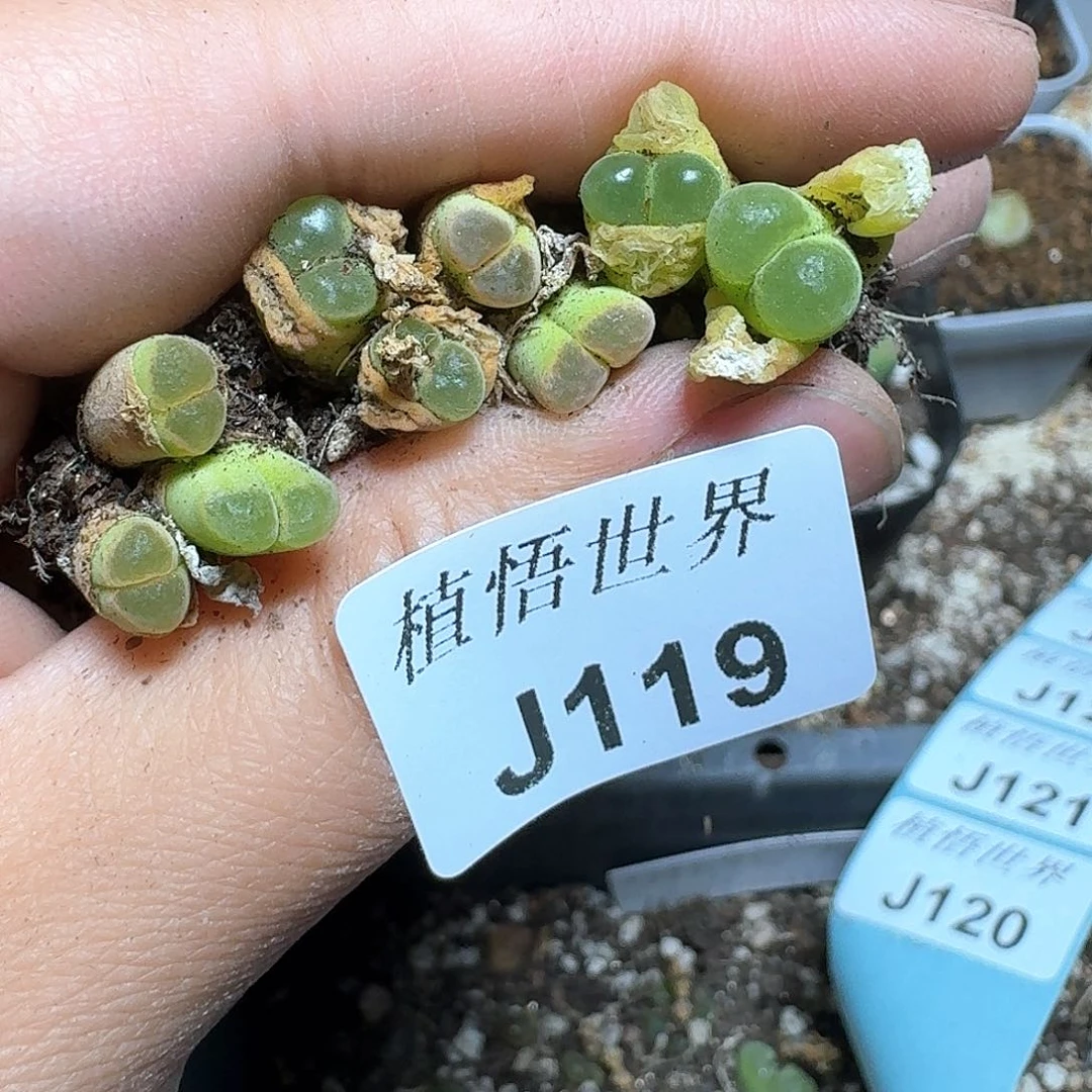 119盒多肉植物哇d ch n