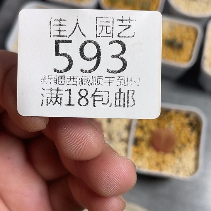 树***叶佳人园艺博览会593